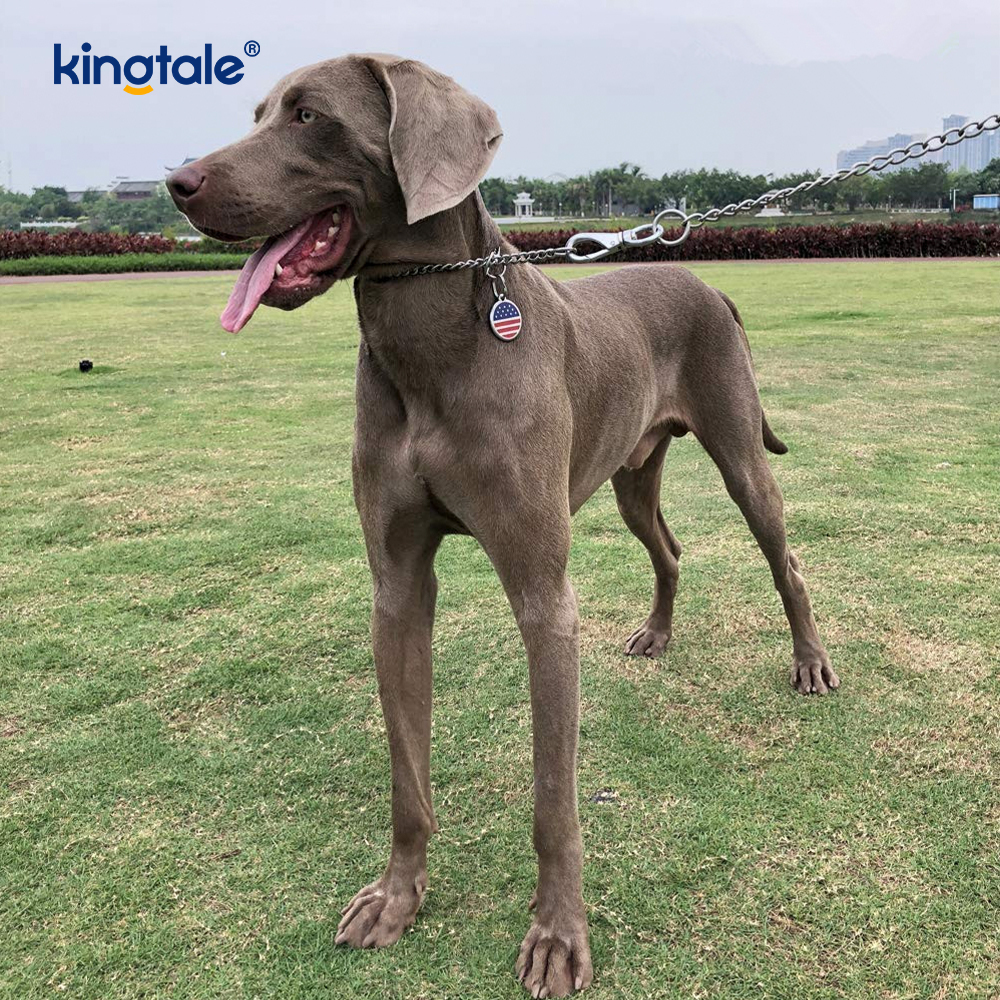 Pelatihan Logam Anjing Tersedak Kerah Slip P Rantai Rantai Berat Untuk Anjing