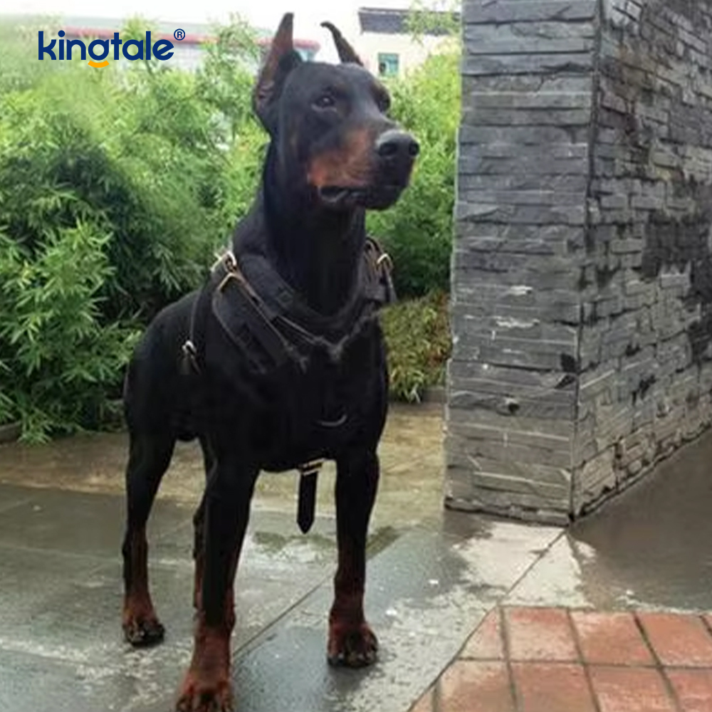 Tali Kekang Kulit Anjing Pelebaran dan Penebalan Kulit Sapi Hitam